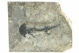 EarlyPermian Reptiliomorph (Discosauriscus) - Czech Republic #280844-1